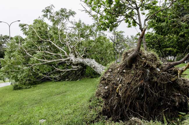 fallen tree in front yard root ball