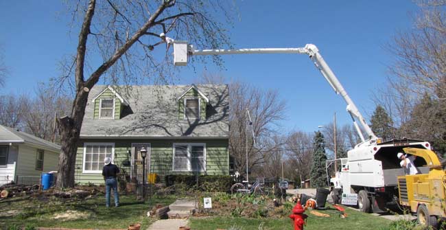 large dead tree removal in progress