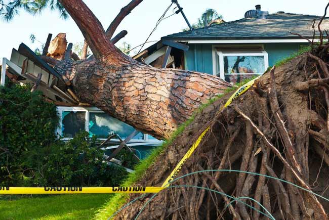 tree falls over property line