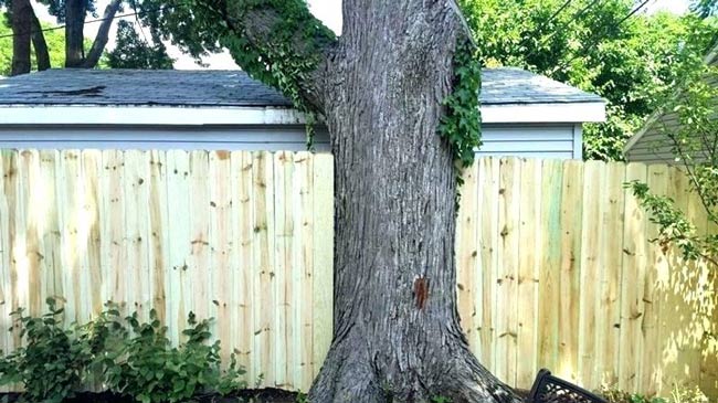 tree on property fence line