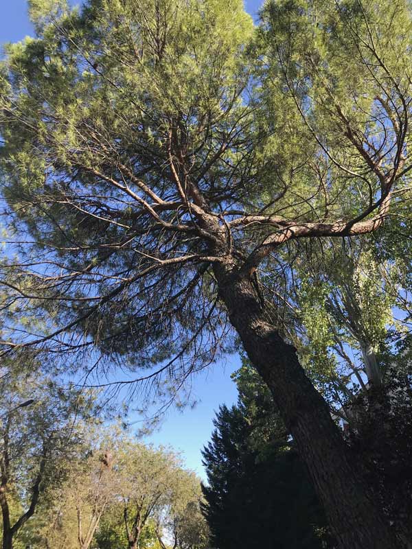 Pine tree dead branches