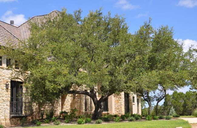 canopy lift on aok tree front yard