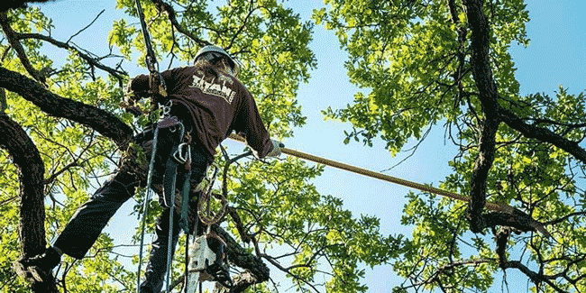 oak tree being trimmed by arborist pole saw