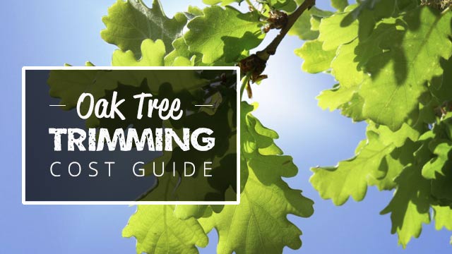 oak tree trimming cost guide