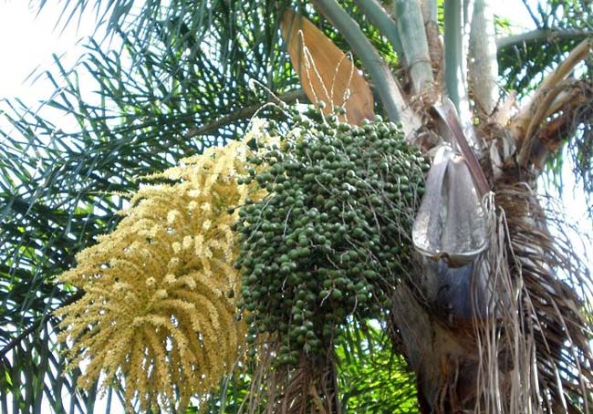 are palm tree seeds bad for dogs