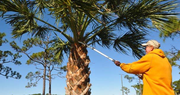 trimming a palm tree with pole saw