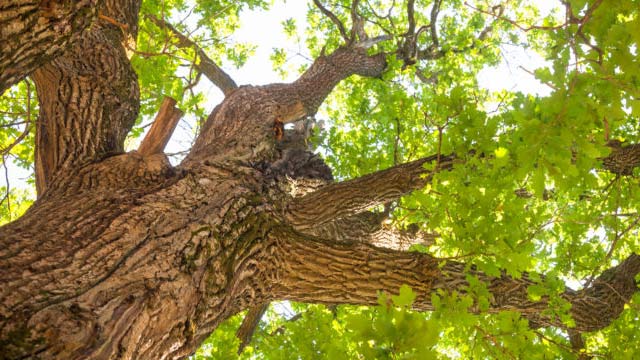 trimming oak tree by pro arborist