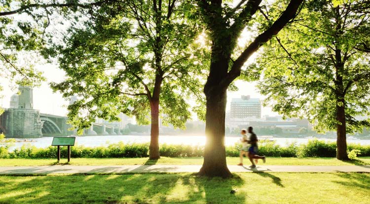 benefits of trees in suburbia