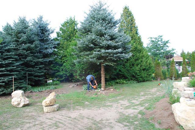 limbing up pine tree