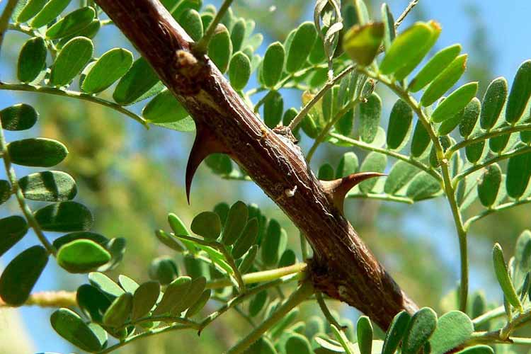 Acacia tree