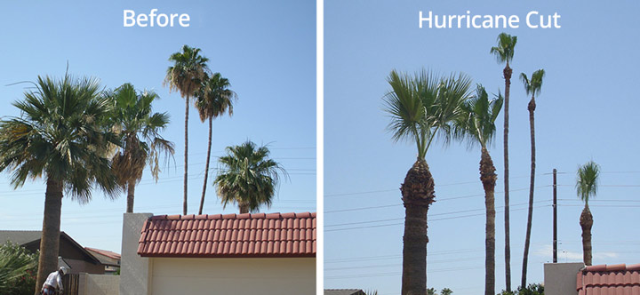 before after hurricane palm cut