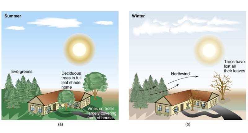 deciduous trees around home for shading