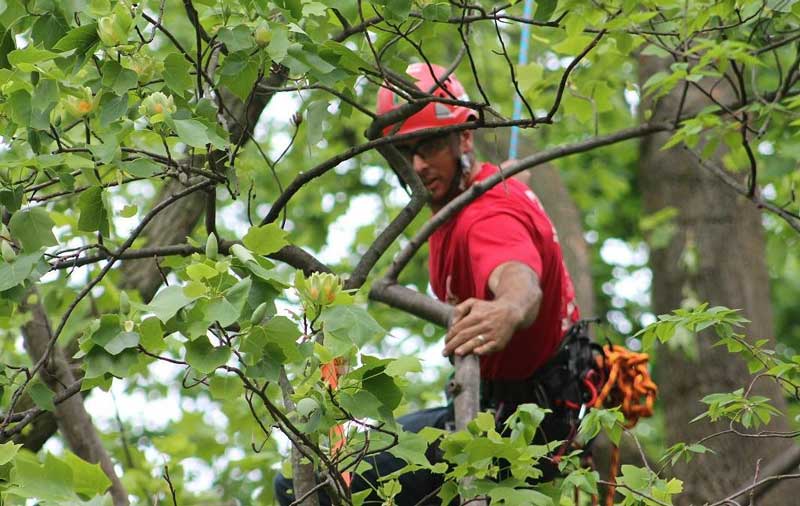 arborist trimming branches