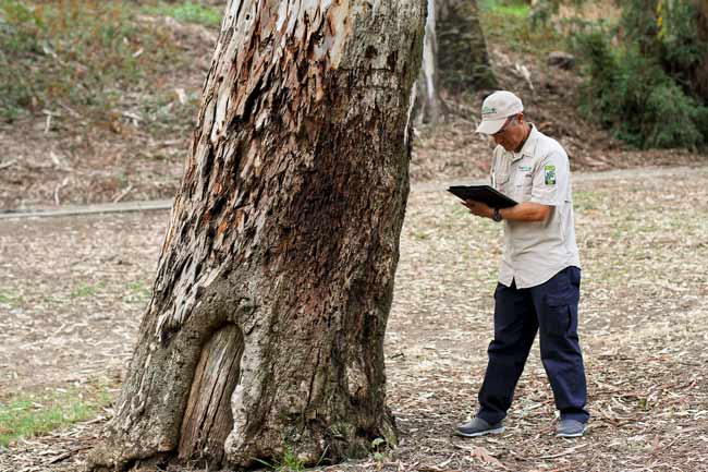 arbrosit in making notes on tree