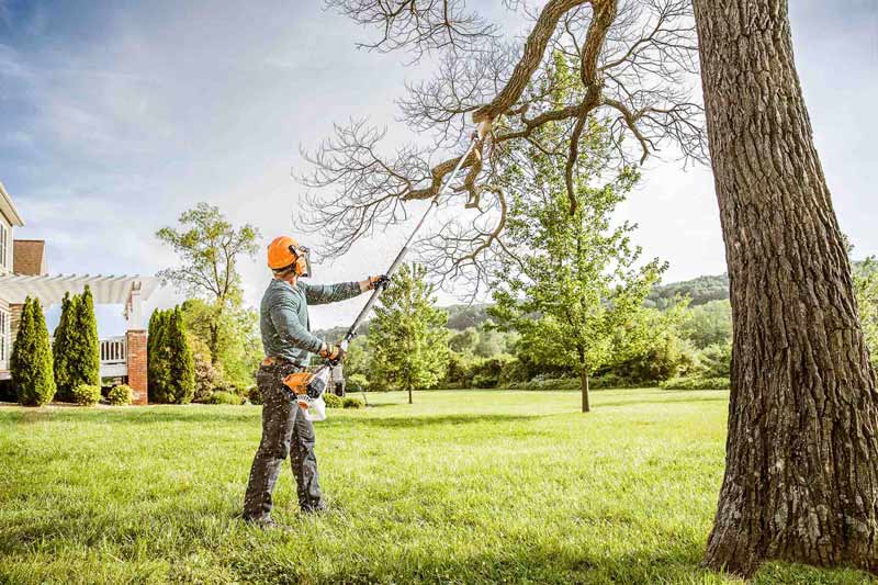 large tree pruning with pole saw