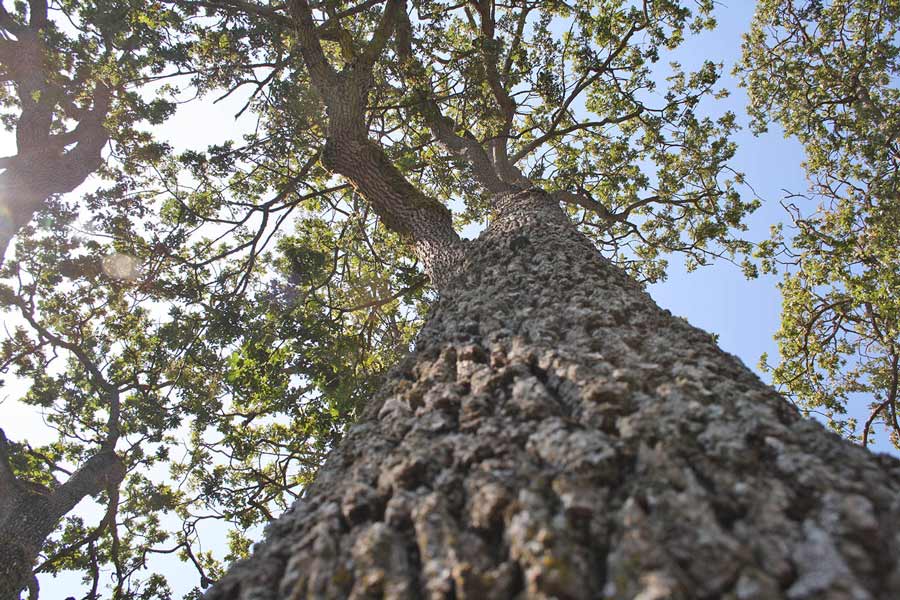 oak tree persepctive shot up trunk