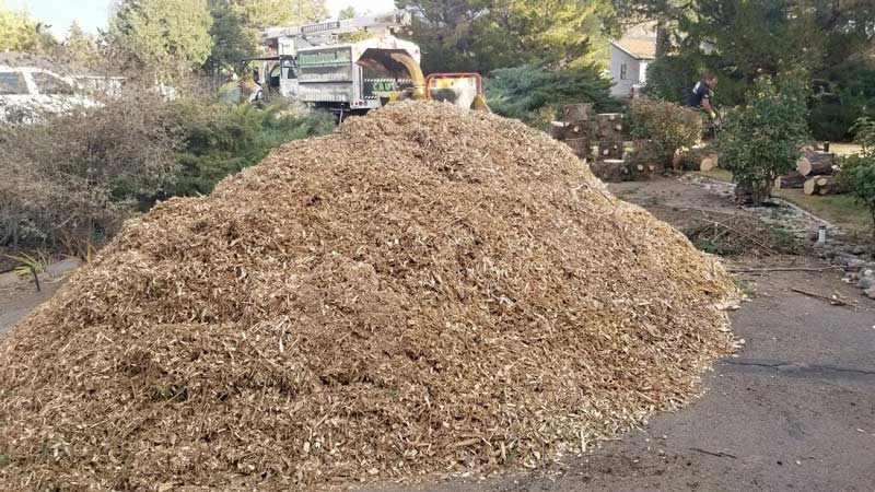 Stump Removal Burnaby