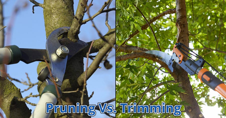 pruning vs trimming