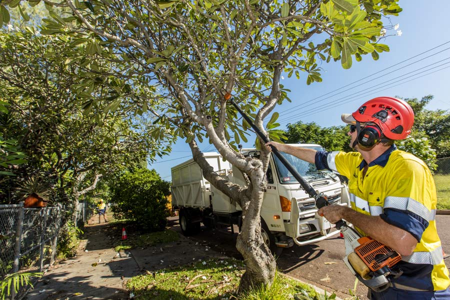 Tree Cutting Service