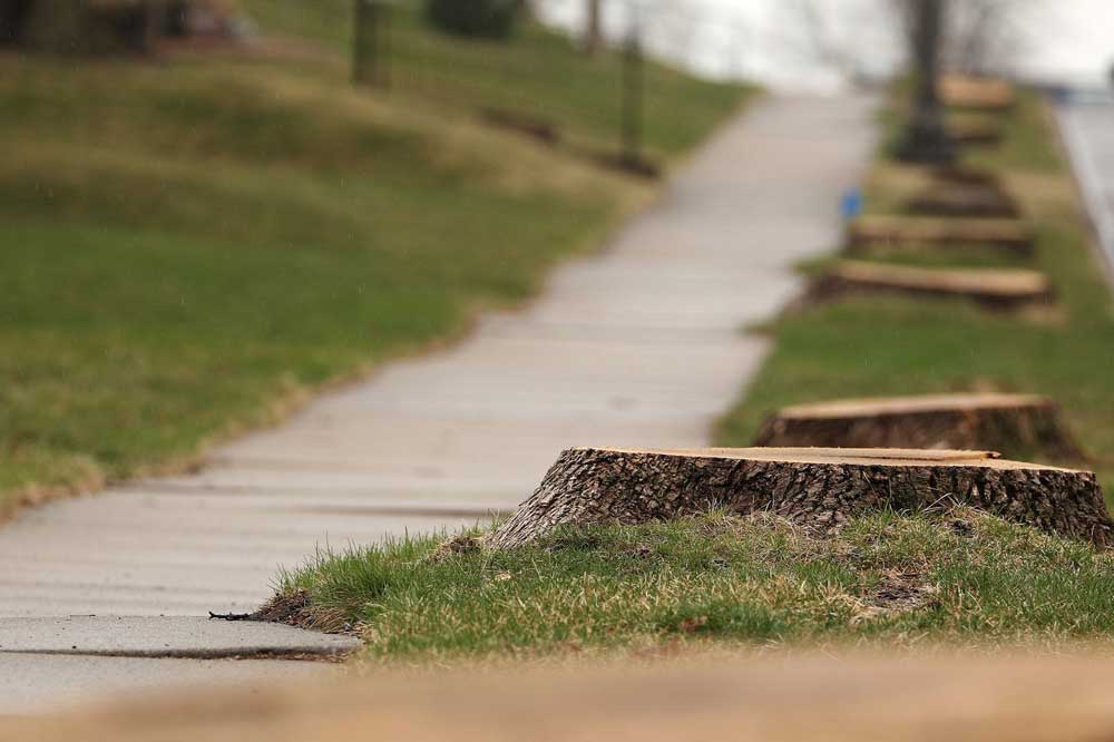 city removes trees on nature strip