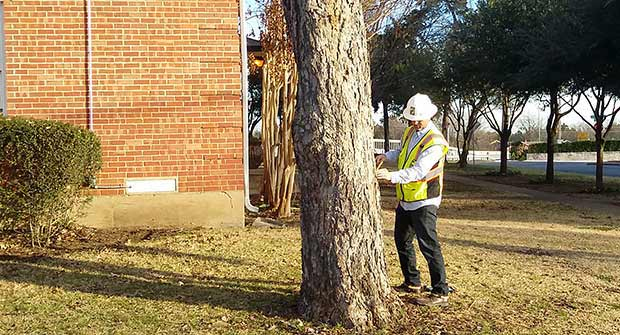 Sacramento certified arborist