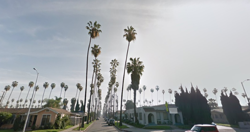 palm trees trimmed in Los Angeles