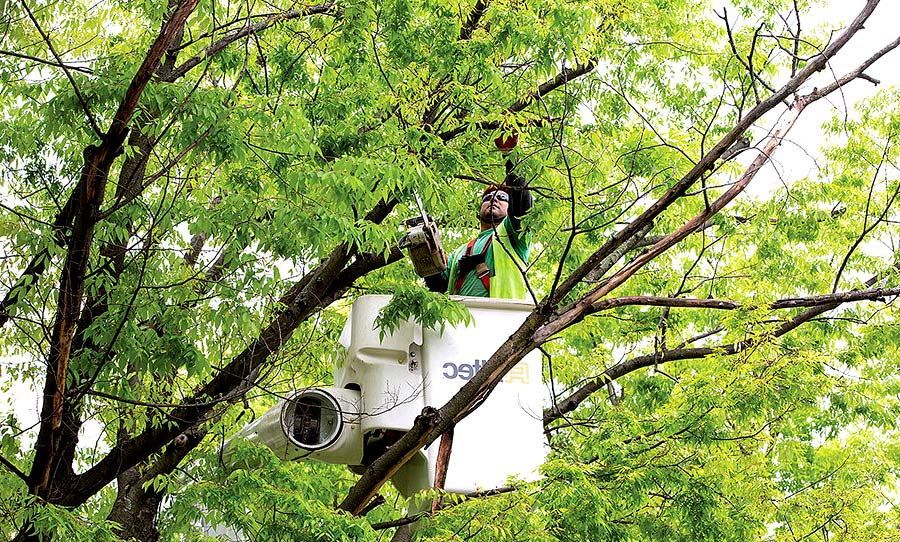 Tree Triming services in DC
