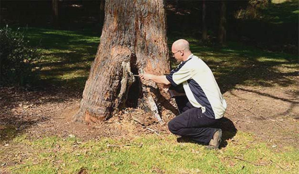 tree surgeons cost