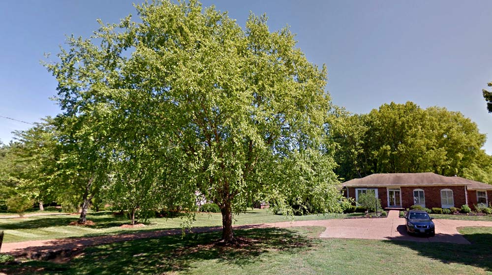 Tree trimmed in Brenthaven TN