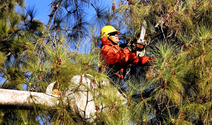 Tree removal permit Boulder 2