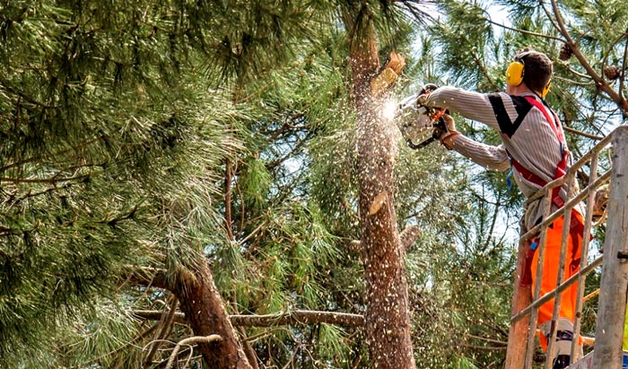 Tree removal permit Centennial 2