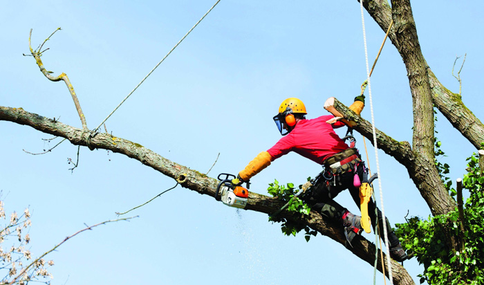 Tree removal permit Champaign_2