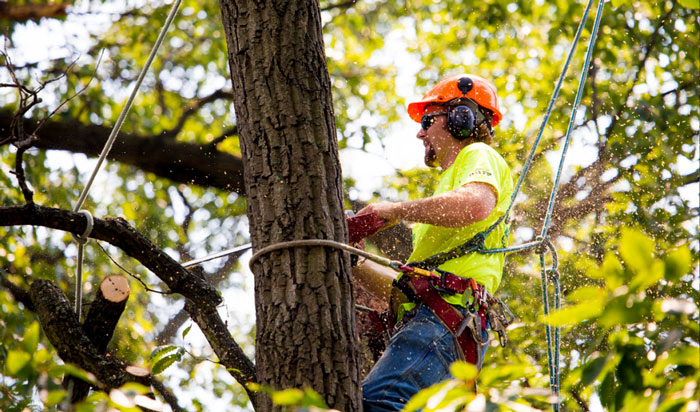 Tree removal permit Cook Country_2