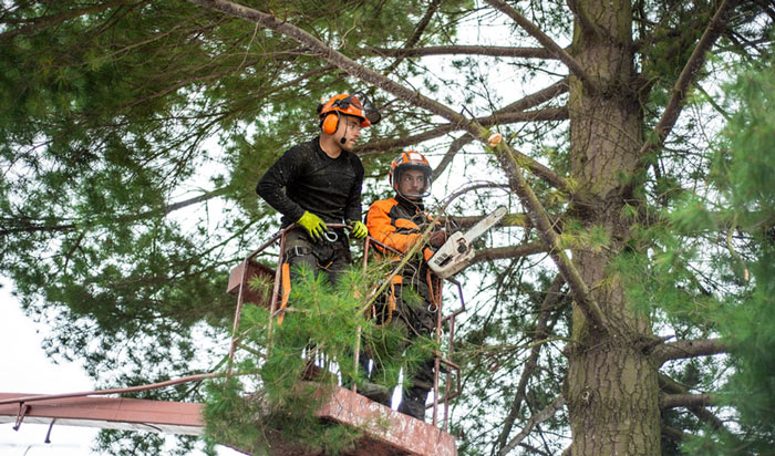 Tree removal permit Denver2