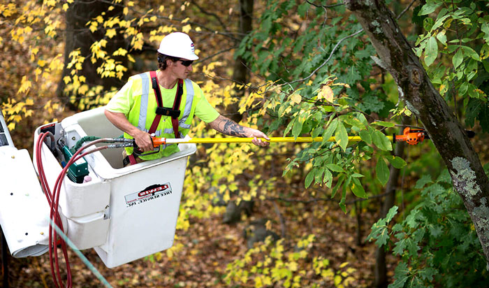 Tree removal permit Dupage2