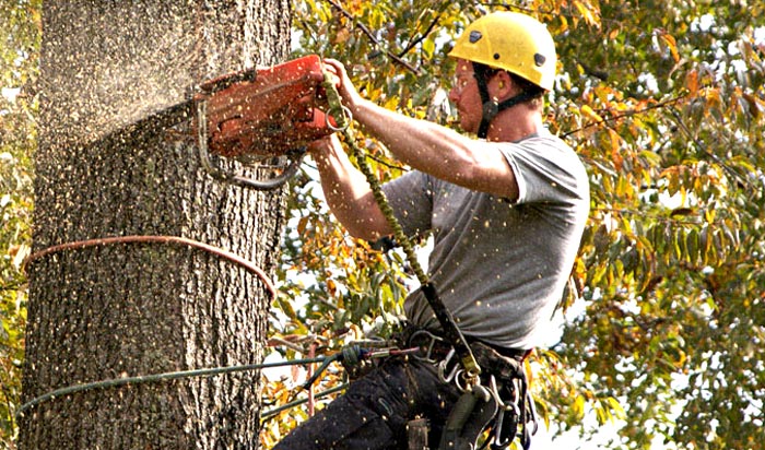 Tree removal permit Greeley 2