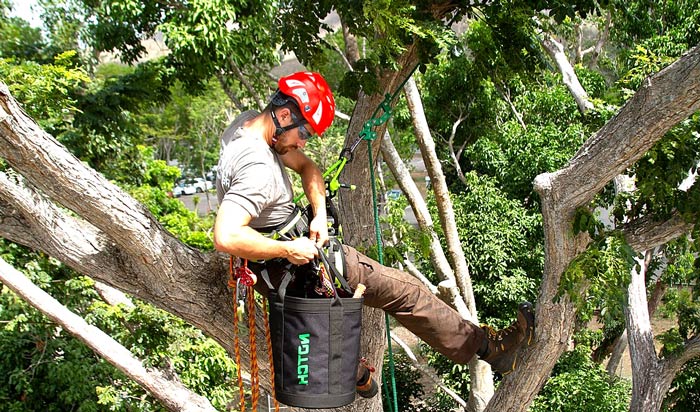 Tree removal permit Lake Country 2