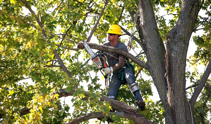 Tree removal permit Lakewood2
