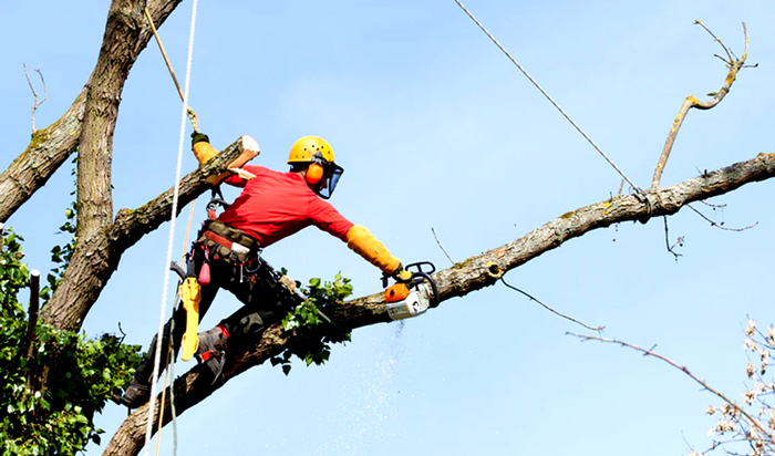 Tree removal permit McHenry 2