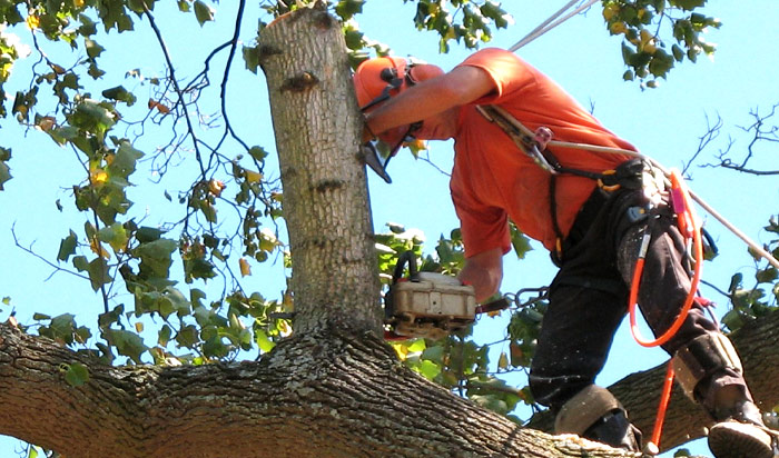 Tree removal permit Pueblo 2