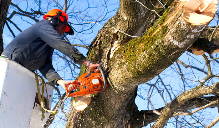 Tree removal permit San Jose 2