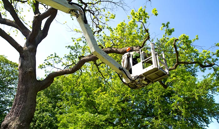 Tree removal permit Sangamon 2