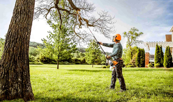 Tree removal permit Santa Ana 2