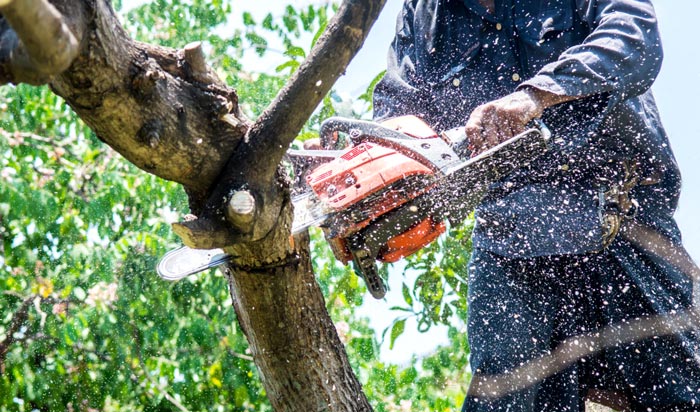 Tree removal permit St. Clair 2