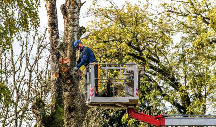 Tree removal permit Stockton 2
