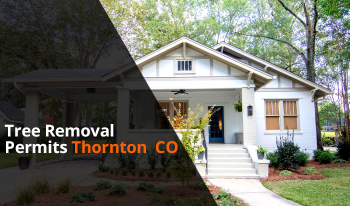 Tree removal permit Thornton