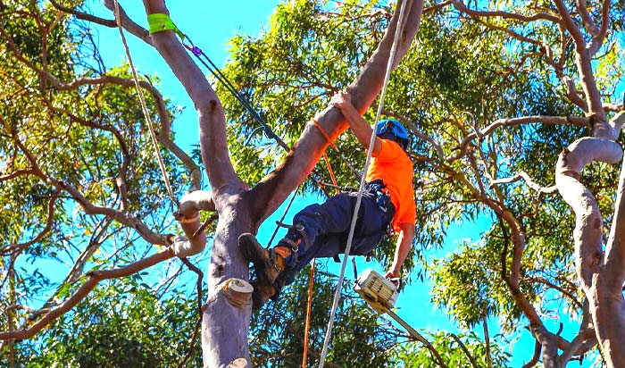 Tree removal permit Thornton 2