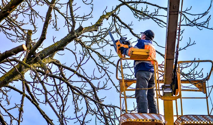 Tree removal permit Westminster 2