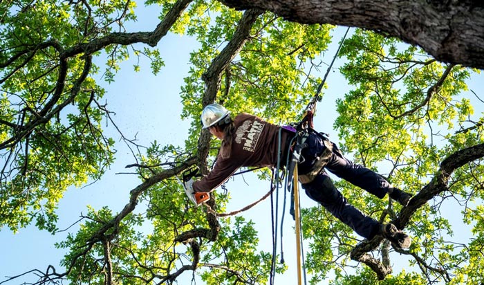 Tree removal permit Will County 2