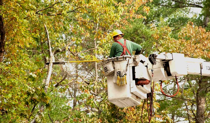 Tree removal permit chicago_2